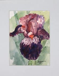 Iris ‘Wench’: otra vista