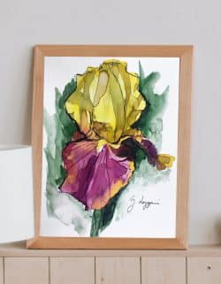 Iris ‘Country Charm’ II: otra vista