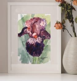 Iris ‘Wench’: otra vista