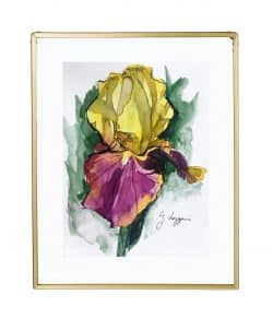 Iris ‘Country Charm’ II: otra vista